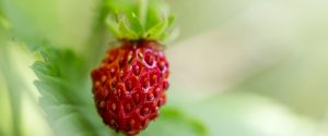 Erdbeere